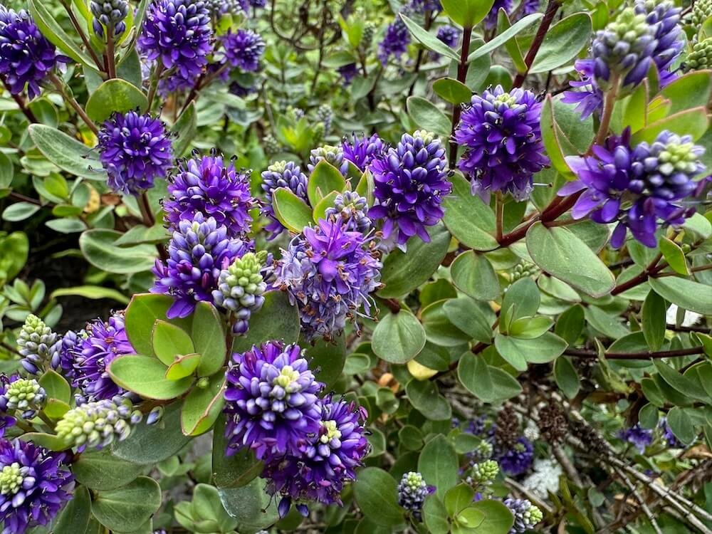 Veronica x franciscana 'Blue Gem' 01.jpeg