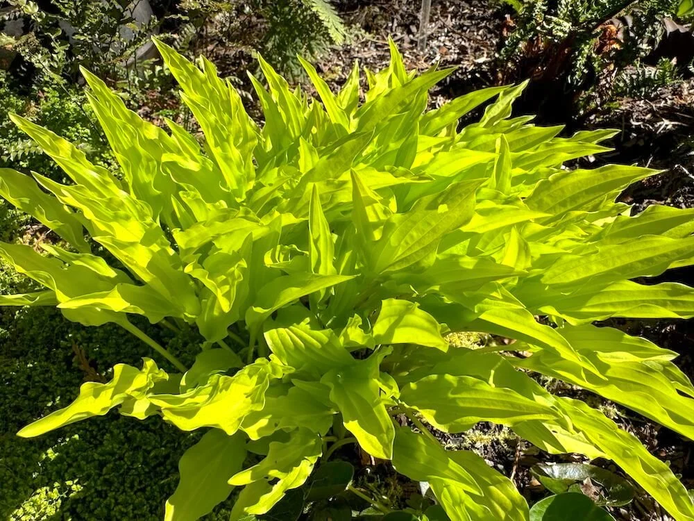 Hosta 'Dragon Tails' 01.jpeg