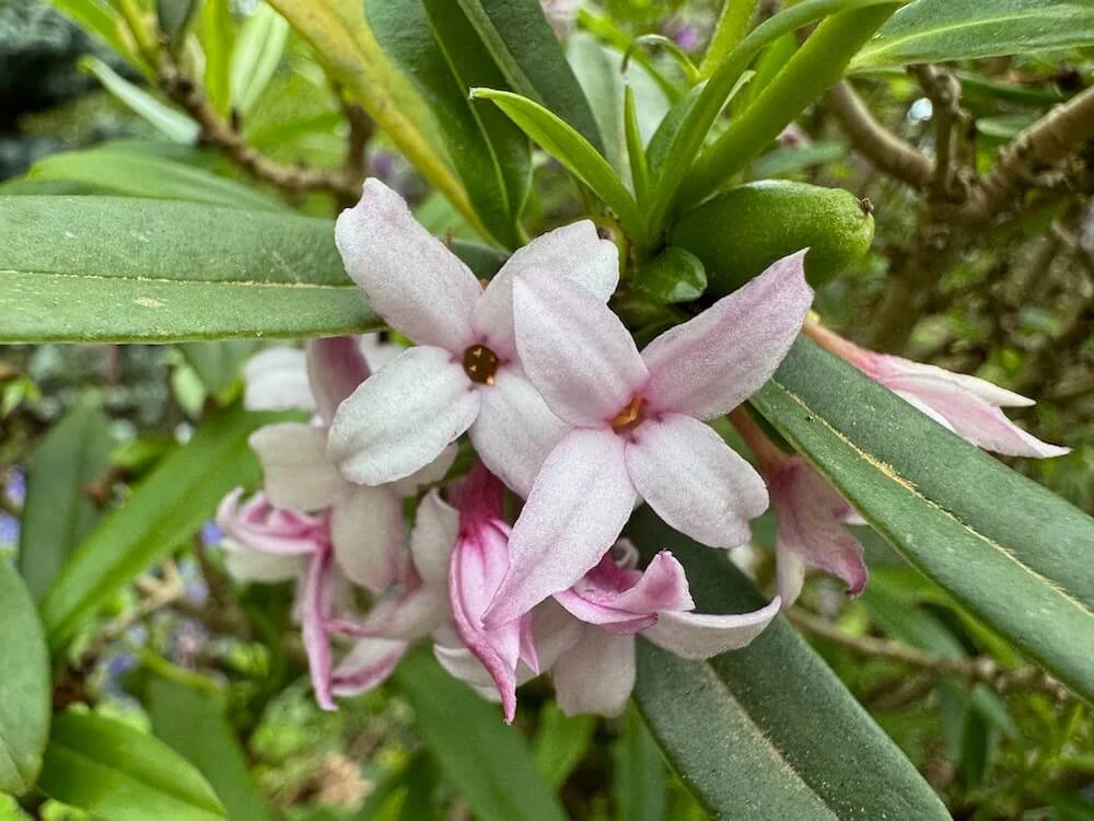 Daphne wolongensis | Wolong Daphne