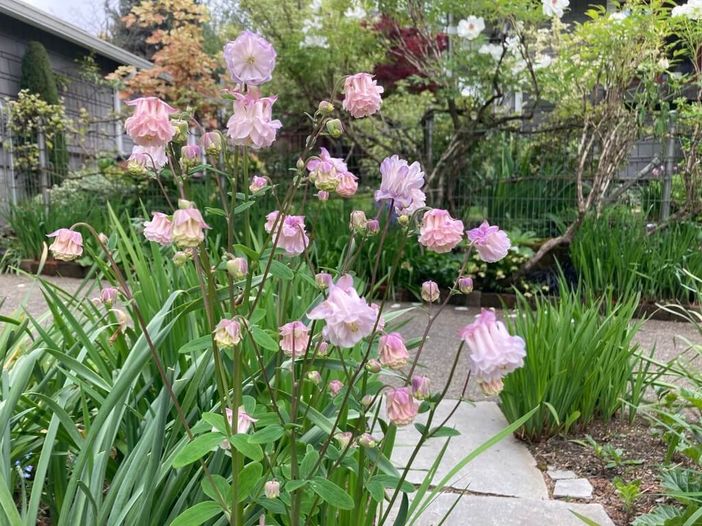 Aquilegia vulgaris 'Dorothy Rose' 06.jpeg