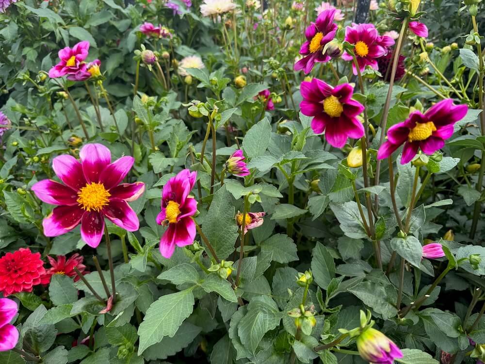 Bashful Dahlia 06.jpeg