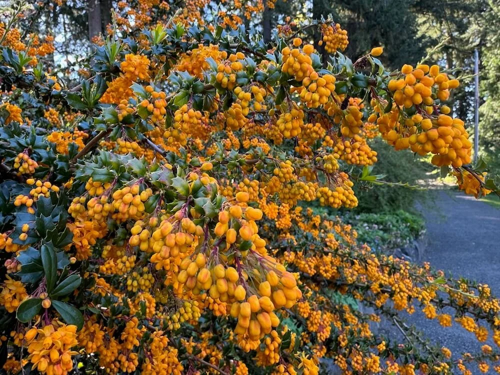 Berberis darwinii 04.jpeg