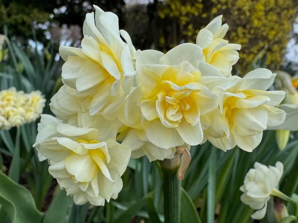 Narcissus 'Erlicheer' | Erlicheer Daffodil