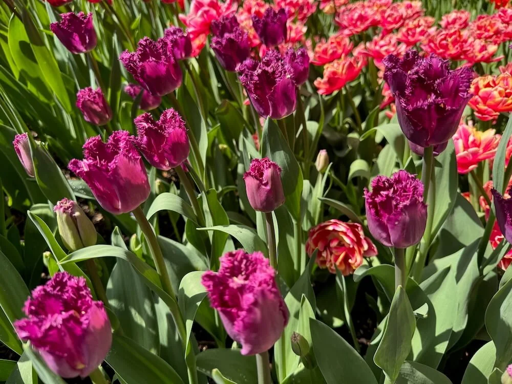 Tulipa 'San George' 02.jpeg