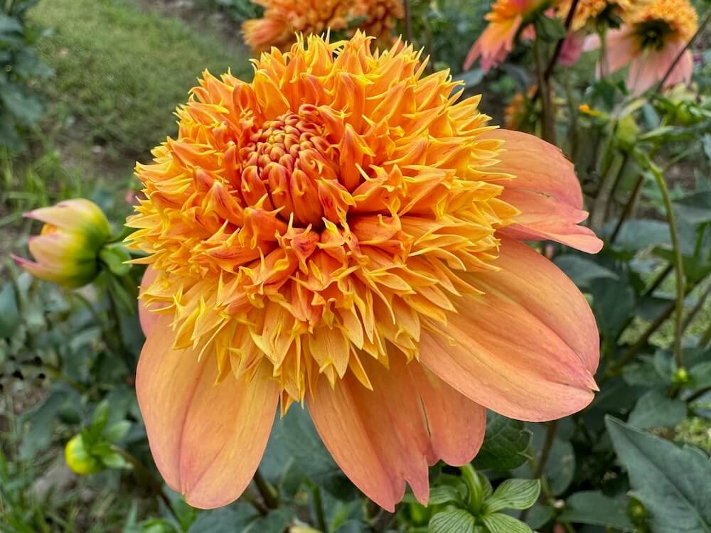 Dahlia 'Sandia Brocade' | Sandia Brocade Dahlia