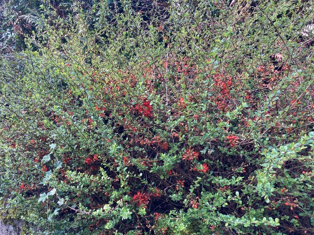 Chaenomeles speciosa 'Orange Delight' 02.jpeg