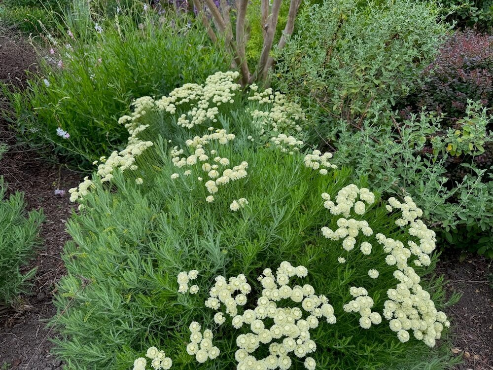 Santolina chamaecyparissus 'Lemon Queen' 04.jpeg