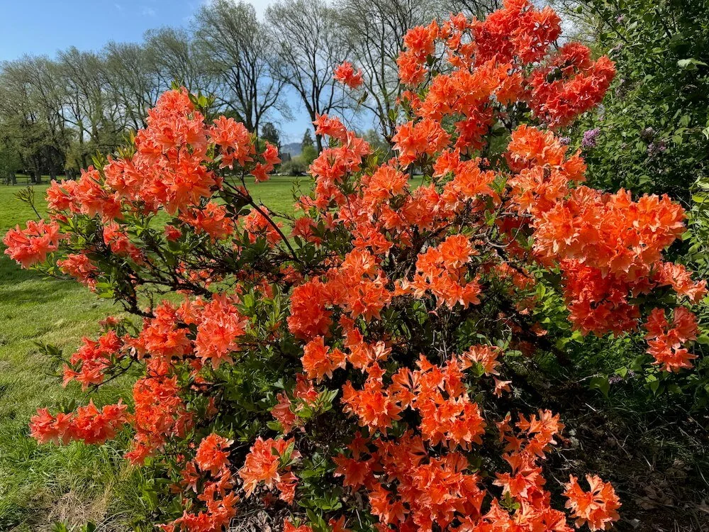 Rhododendron × molle ‘Koster’s Brilliant Red’ 03.jpeg