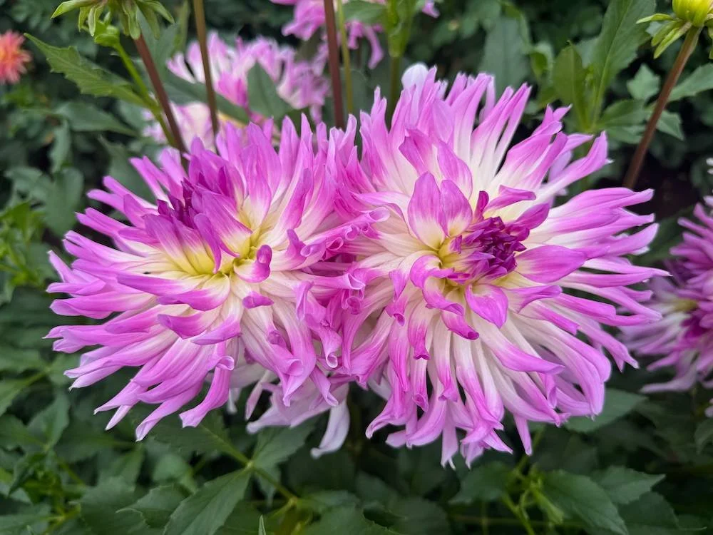 Dahlia 'Bold Accent' 02.jpeg