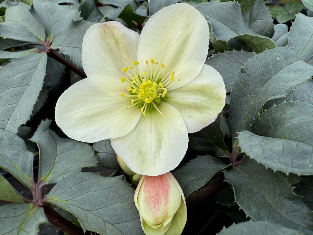 Helleborus x ericsmithii HGC 'Champion' 01.jpeg