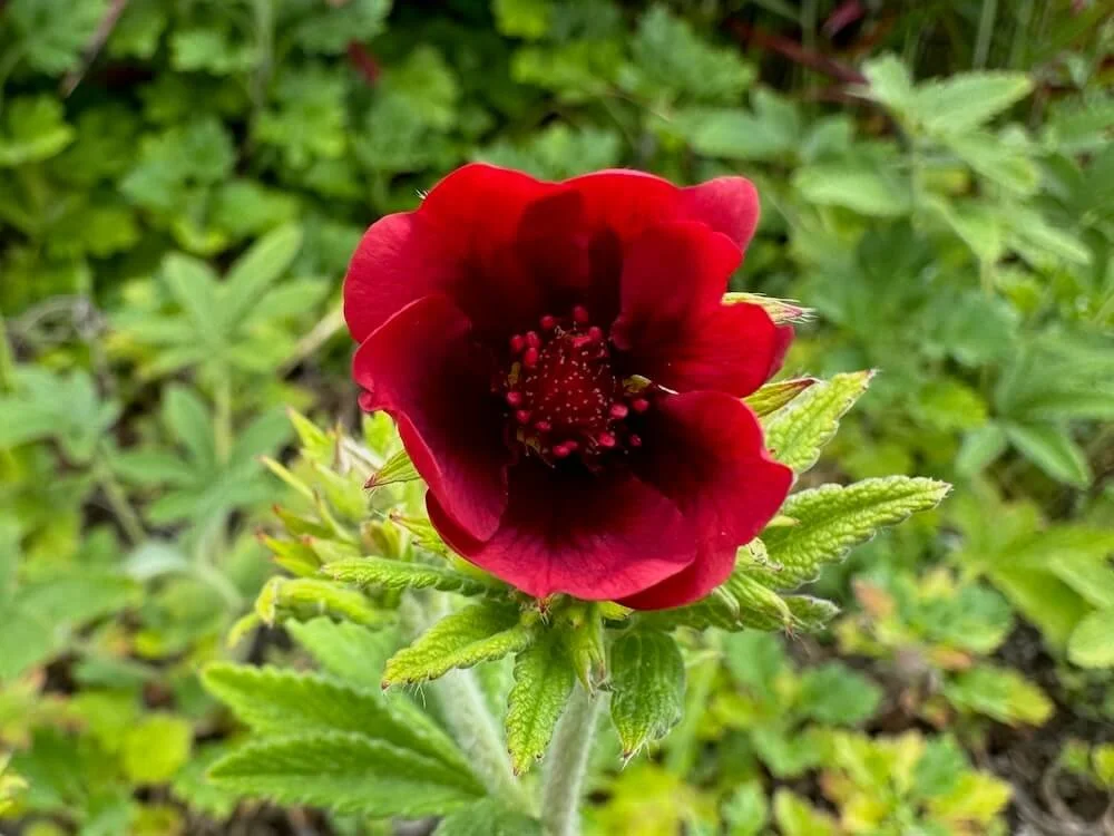 Potentilla thurberi 'Monarch's Velvet' 02.jpeg
