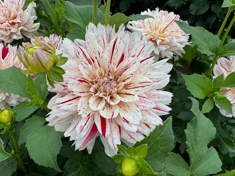 Dahlia 'Picasso' 08.jpeg