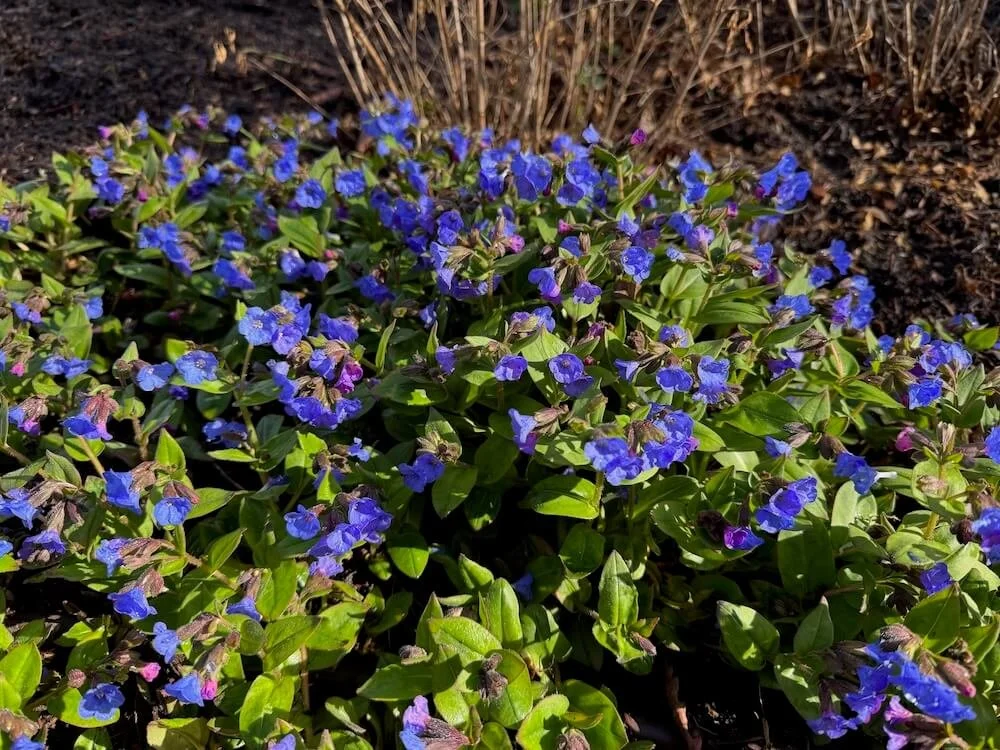 Pulmonaria angustifolia 'Azurea' 03.jpeg