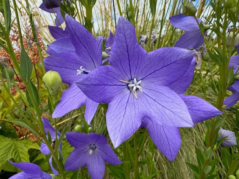 Platycodon Grandiflorus | Balloon Flower