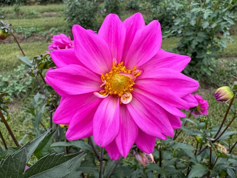 Dahlia 'Becky's Pink Lady' | Becky's Pink Lady Dahlia