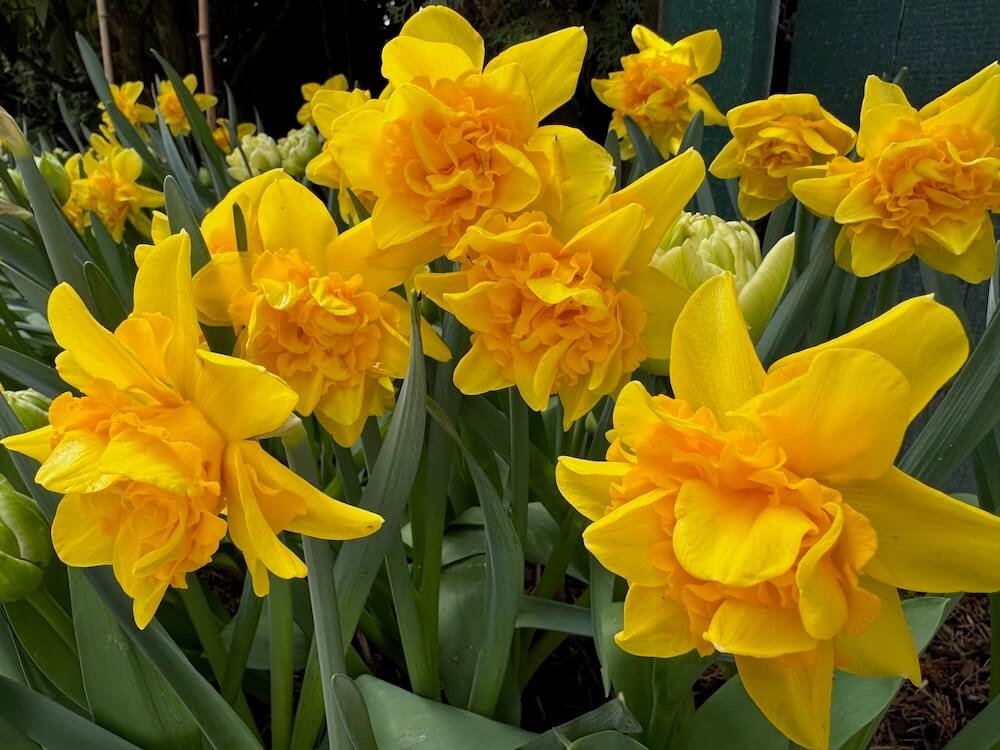 Narcissus 'Queen's Crown' 03.jpeg