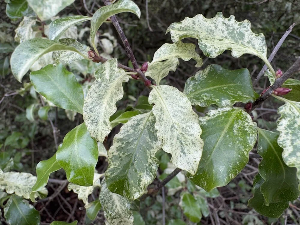 Pittosporum tenuifolium 'Irene Patterson'  01.jpeg