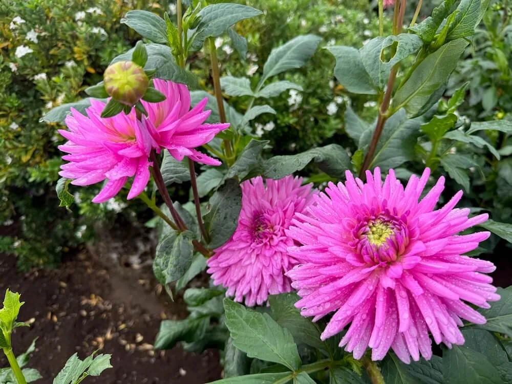 Dahlia 'Pink Gingham' 03.jpeg