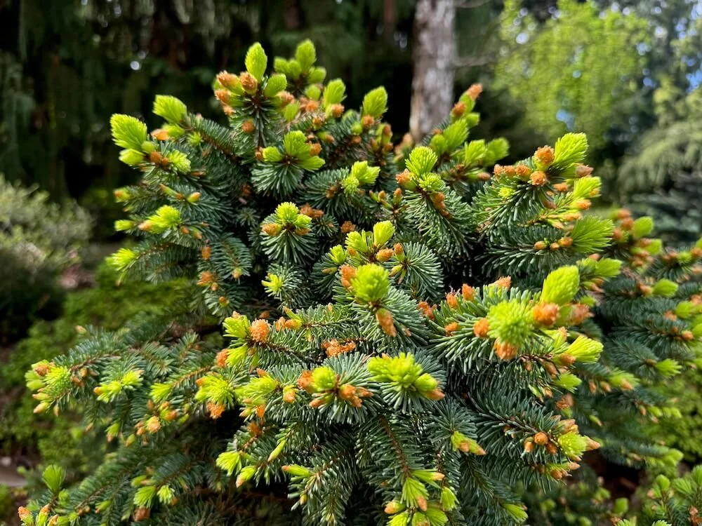 Tsuga canadensis 'Horsford Dwarf' 01.jpeg