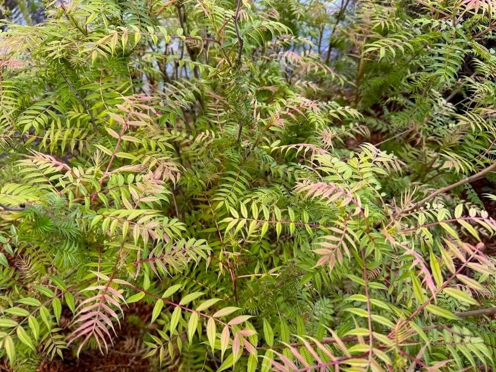 Sorbaria sorbifolia 'Sem' 02.jpeg