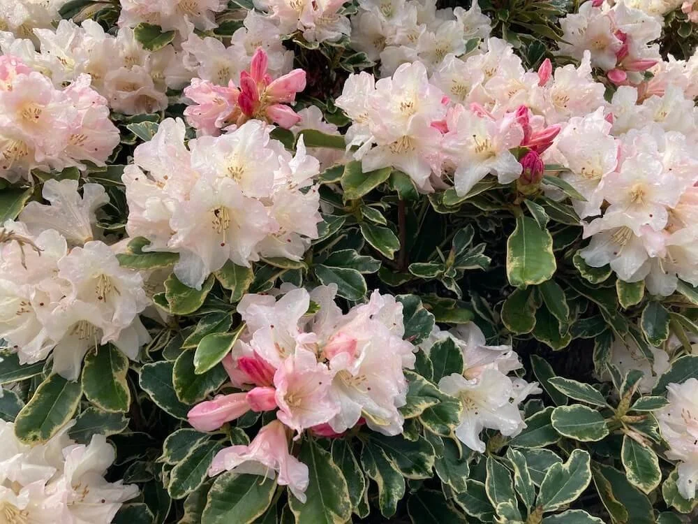 Rhododendron 'Unique' Variegated (Unique Variegated Rhododendron)   Northwest Blooms