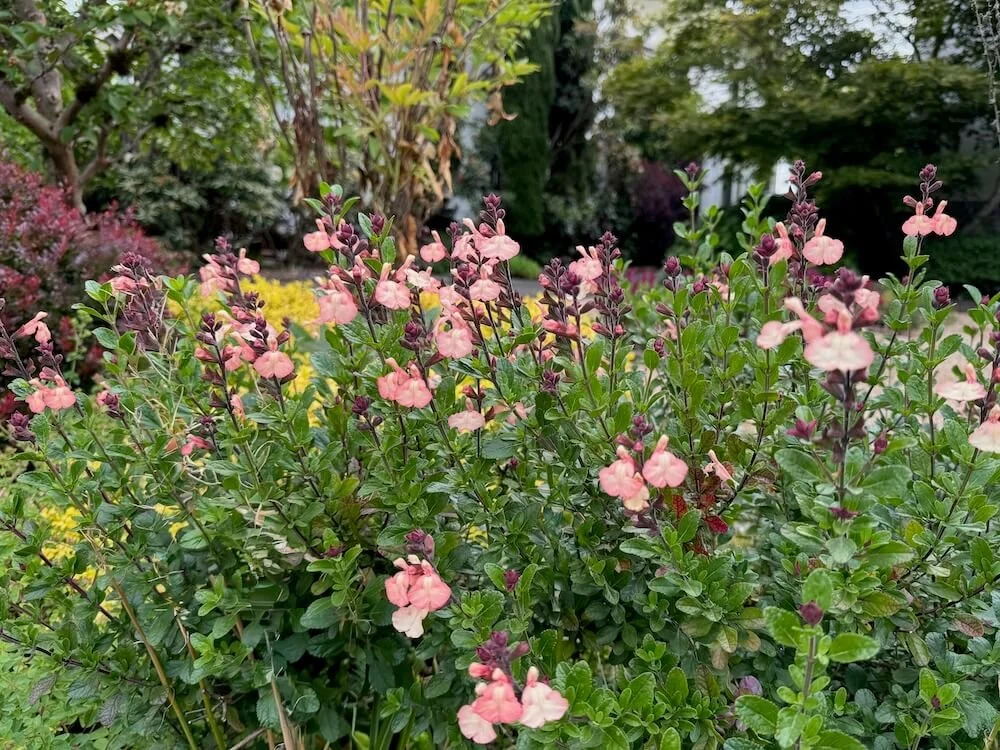 Salvia microphylla 'Heatwave Glow' 03.jpeg