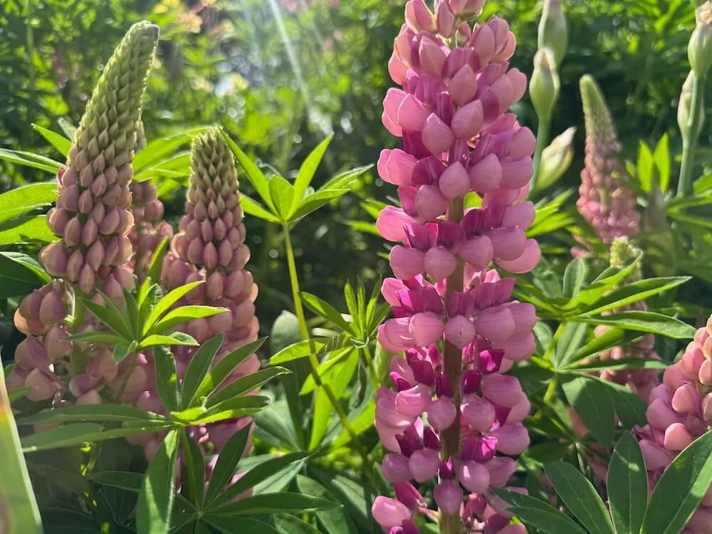Lupinus hartwegii 'Legandary Rose Shades' 04.jpeg