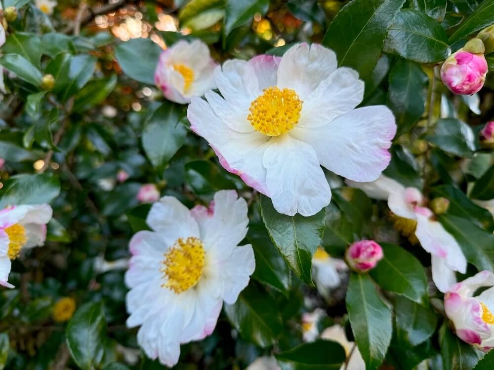 Camellia sasanqua 'Hana Jiman' 01.jpeg