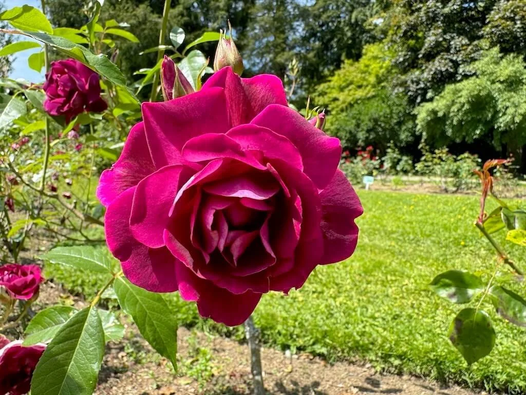 Rosa 'Prose' 02.jpeg