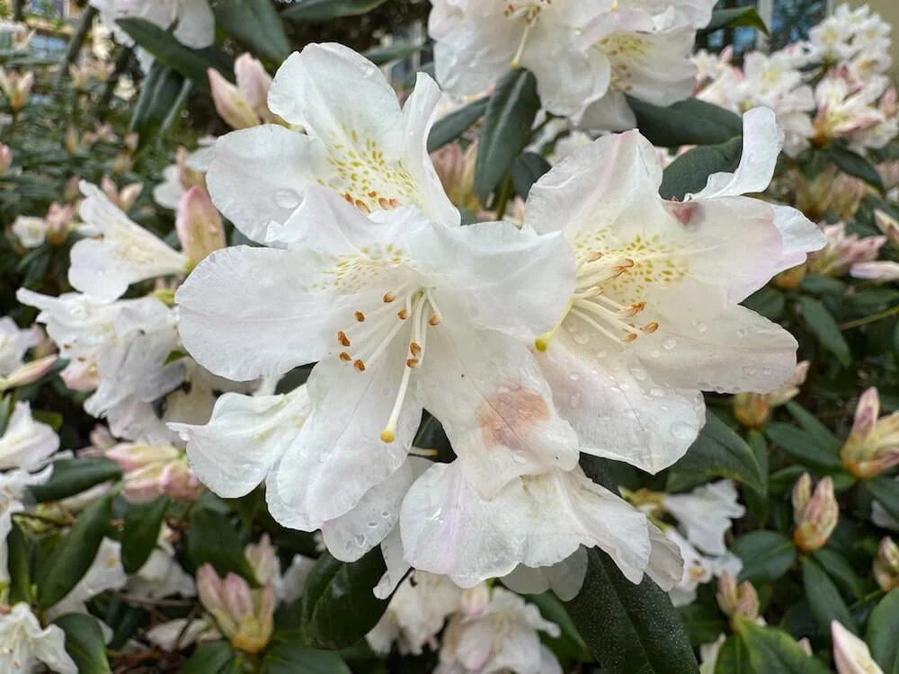 Rhododendron catawbiense 'Album' 01.jpeg