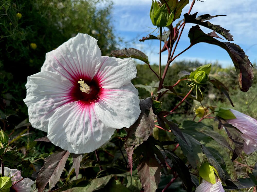 Hibiscus x moscheutos 'Kopper King' 01.jpeg