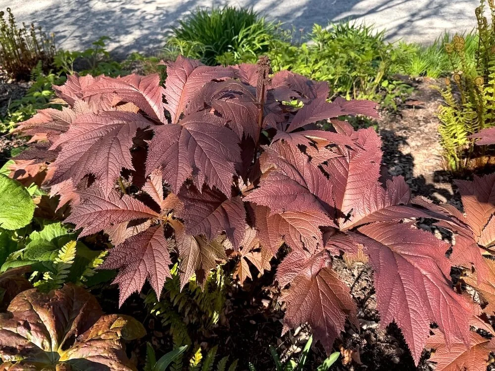 Rodgersia podophylla 'Tien Tsin Red' 03.jpeg