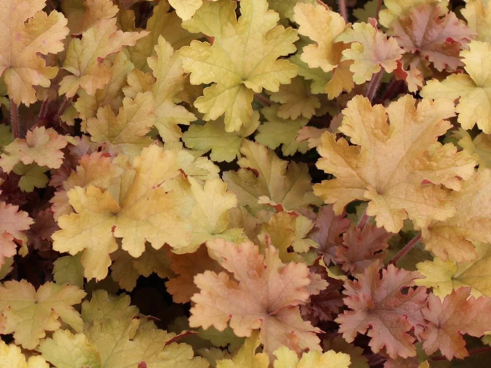 Heuchera 'Marmalade' | Marmalade Coral Bells