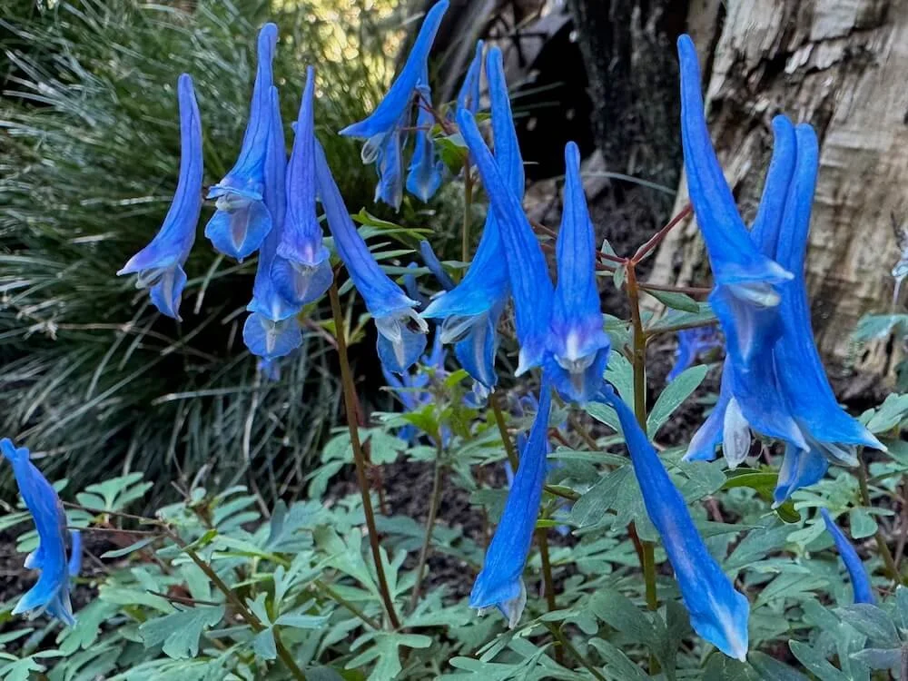 Corydalis curviflora subsp. rosthornii 'Blue Heron' 01.jpeg