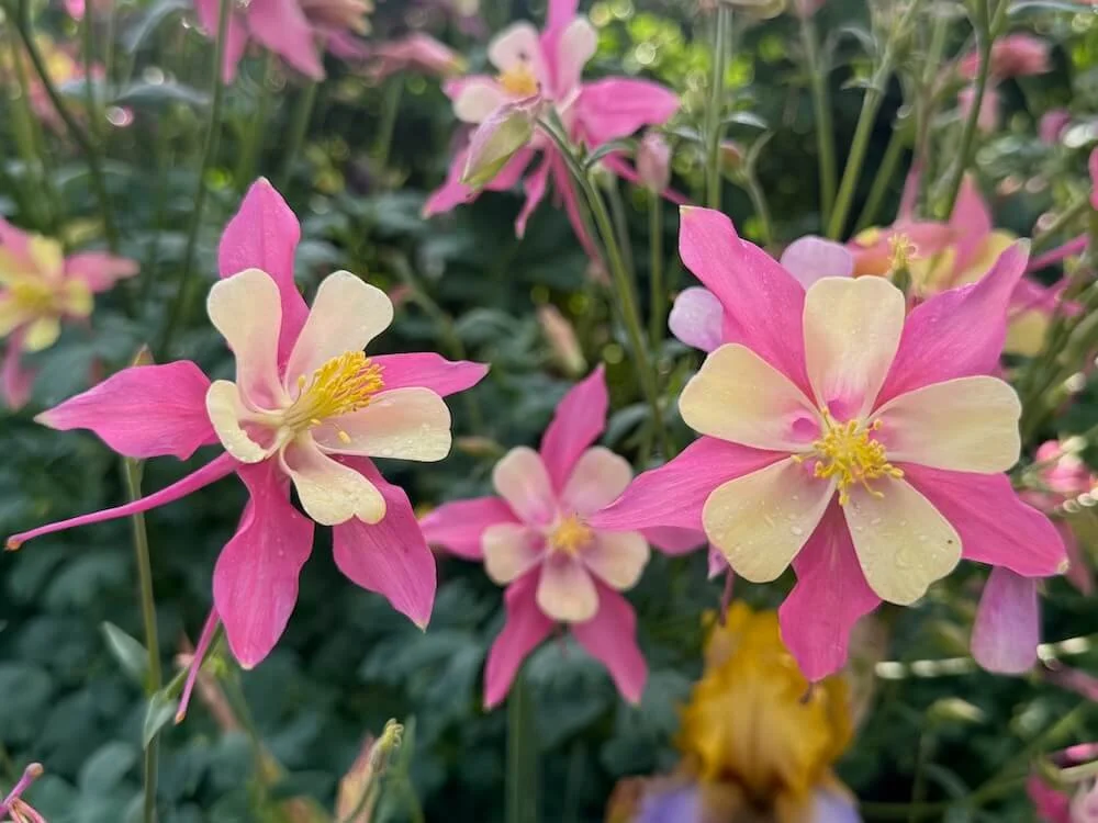 Aquilegia 'Swan Pink and Yellow' 01.jpeg
