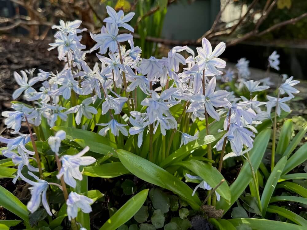 Scilla mischtschenkona 03.jpeg