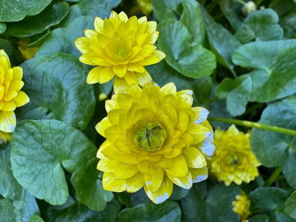 Ficaria verna 'Flore Pleno' 04.jpeg