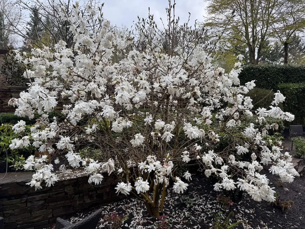 Magnolia stellata 'Double Star' 03.jpeg