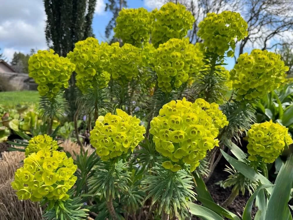 Euphorbia characias 'Dwarf' | Dwarf Spurge