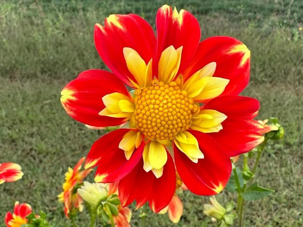 Dahlia 'Pooh' 01.jpeg
