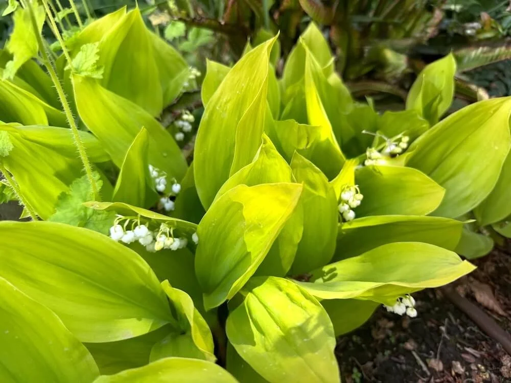 Convallaria majalis 'Golden Slippers' 04.jpeg