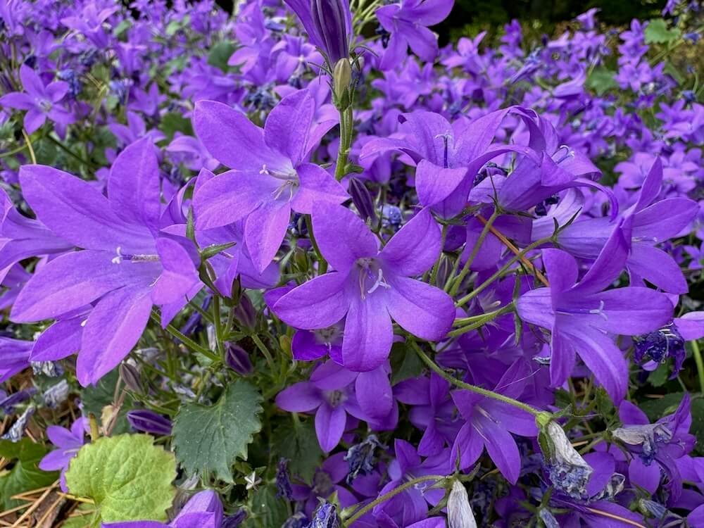 Campanula portenschlagiana 01.jpeg