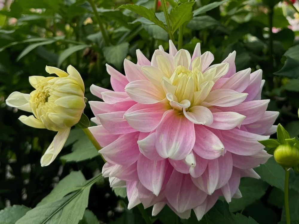 Dahlia 'Innocence' | Innocence Dahlia