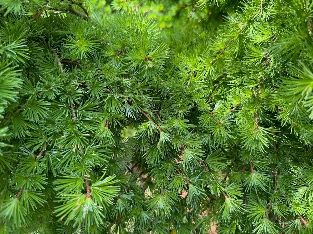 Larix kaempferi 'Wolterdingen' 02.jpeg