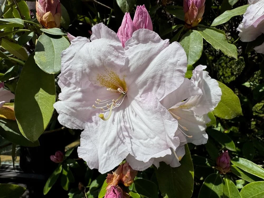 Rhododendron 'Loderi King George' 04.jpeg
