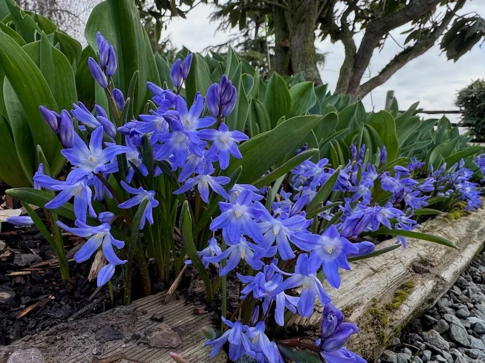 Scilla forbesii 03.jpeg