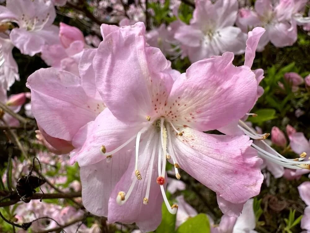 Rhododendron schlippenbachii 01.jpeg