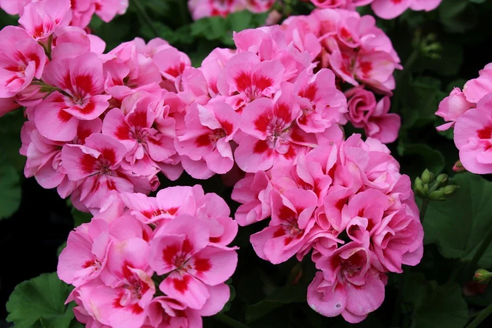 Geranium 'Calliope Medium Pink Flame' 01.jpg