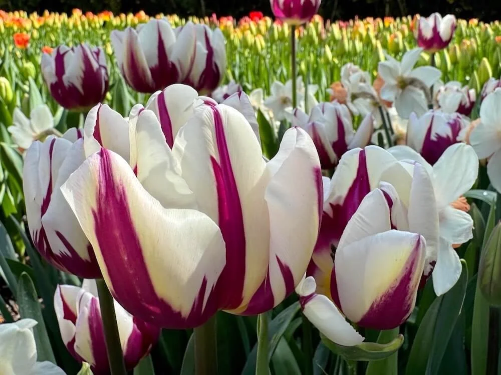 Tulipa 'Rem's Favorite' | Rem's Favorite Triumph Tulip