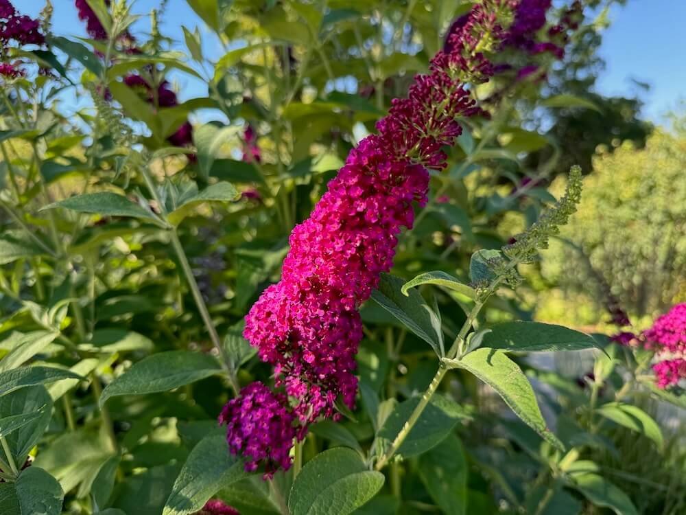 Buddleia davidii 'Miss Molly' 04.jpeg
